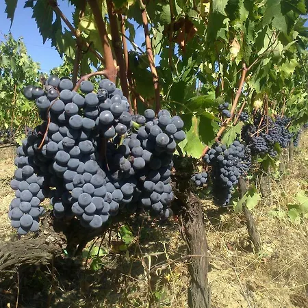 Alloggio per agriturismo Il Cocco *